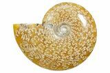 Polished Ammonite (Cleoniceras) Fossil - Madagascar #348498-1